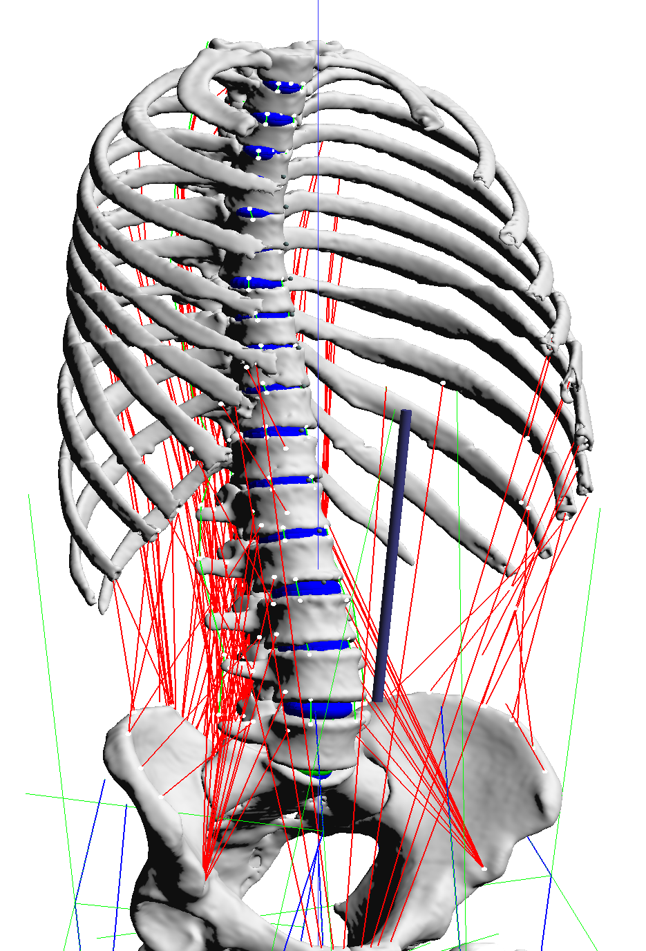 Modelling and simulation of the musculo-skeletal human system