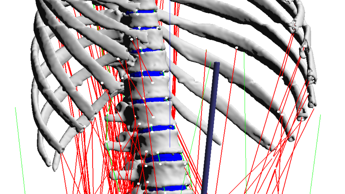 Modelling and simulation of the musculo-skeletal human system