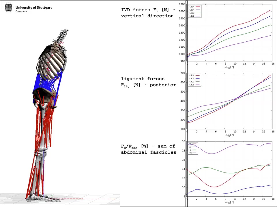 A bioengineering tool to predict body-internal loads 