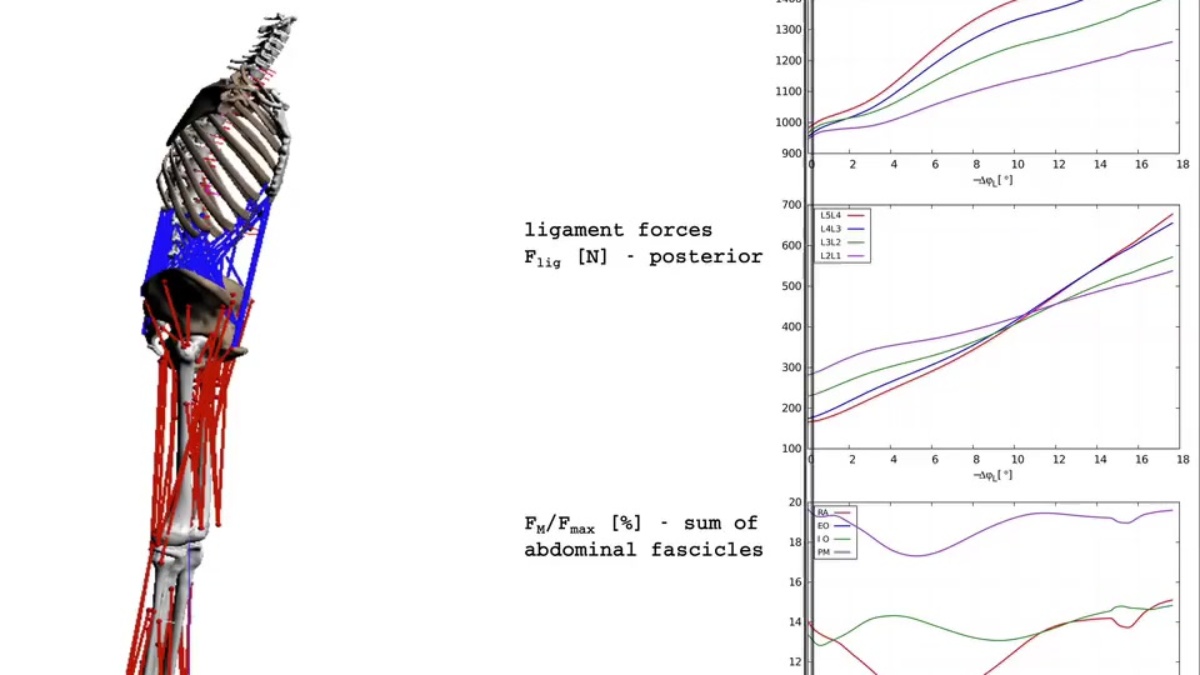 A bioengineering tool to predict body-internal loads 